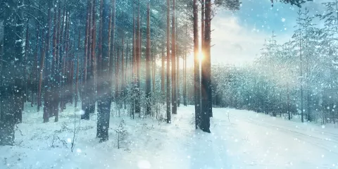 Snowy forest