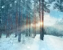 Snowy forest